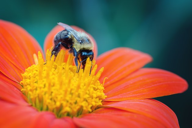 Bee on an Orange Flower