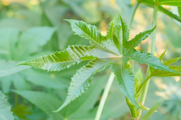 Green buds of Castor oil plant Ricinus communis