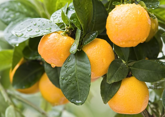Ripe mandarins on a tree branch