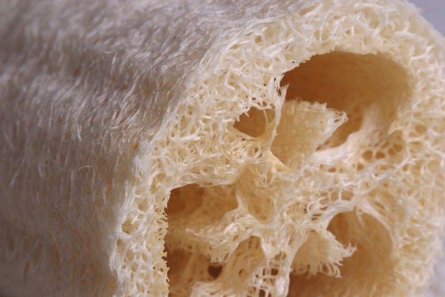 Loofa Sponge CloseUp