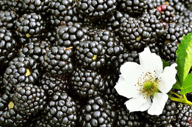 Blackberries background.
