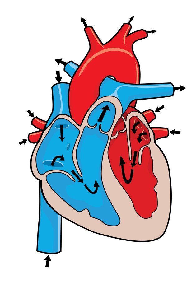 heart