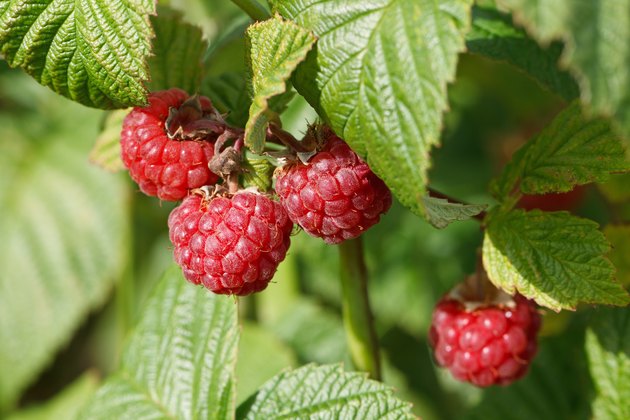 Growing raspberries.