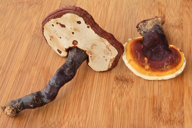 Two Ganoderma lucidum mushrooms