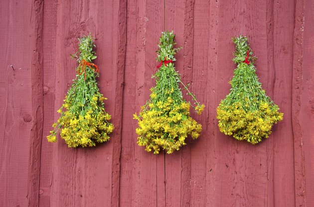 three St Johns wort medical herb bunch on red wall