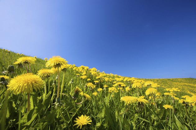 Yellow dandelion flowers on a green field