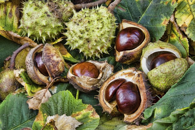 Group of fresh conkers with outer protection and leaves