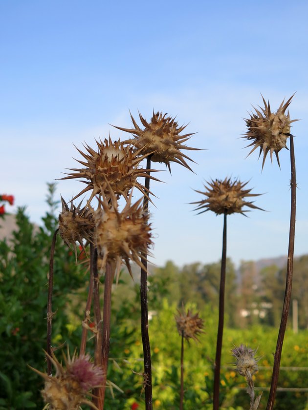 Dry Crown thistles