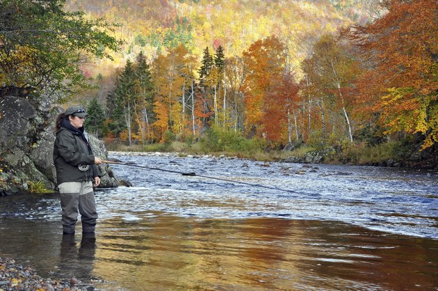 Woman Fly Fishing for Atlantic Salmon on the Margaree River