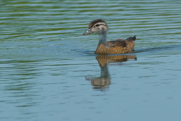 Wood Duck