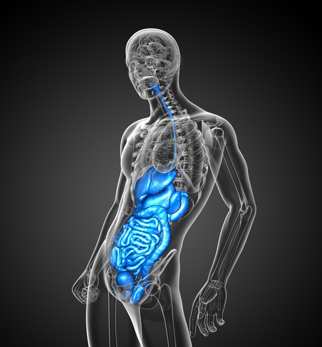 3d render medical illustration of the human digestive system