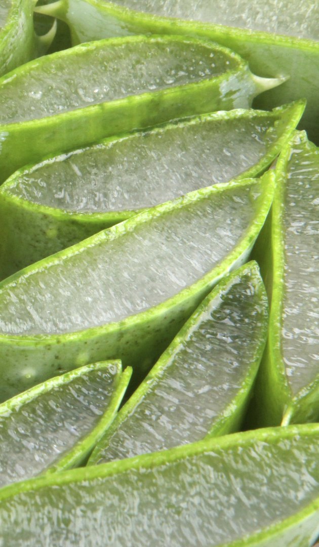 Aloe vera plant