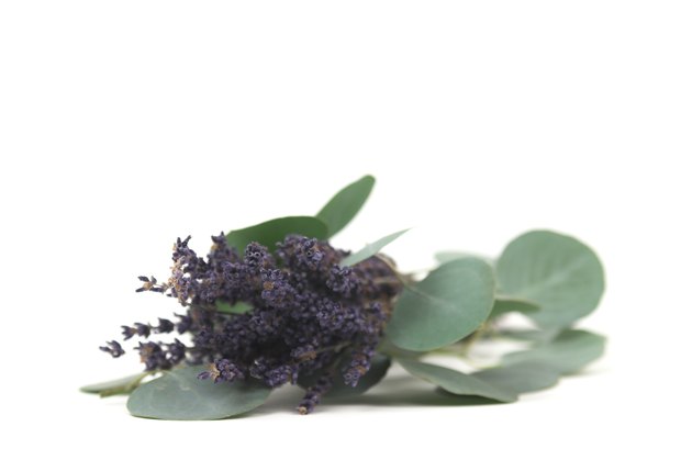 lavender and eucalyptus isolated
