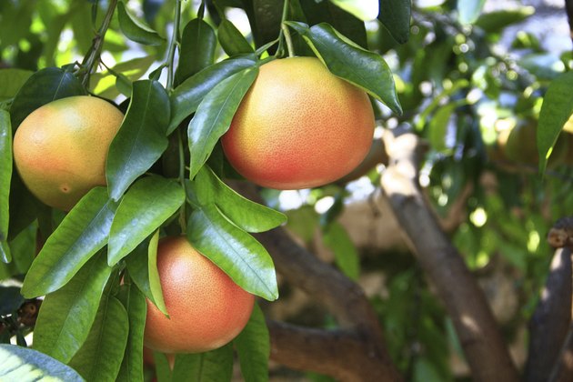 Grapefruit (Citrus paradisi)