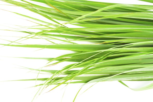 What Are The Health Benefits From Drinking Fever Grass Tea