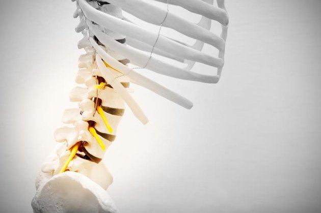 Model with lumbar bone