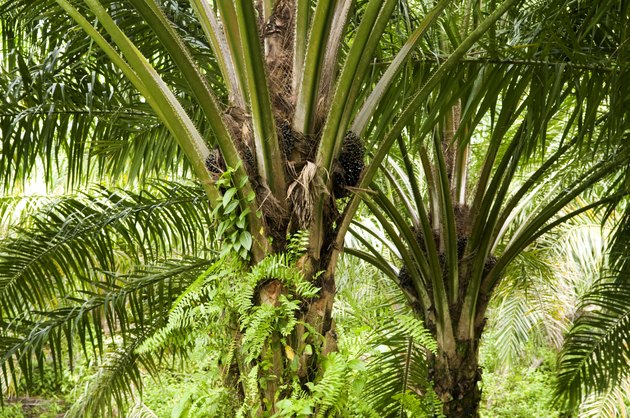 Palm Oil Plantation