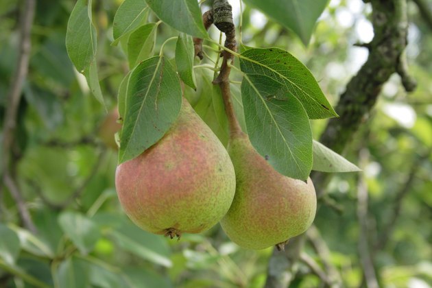pears