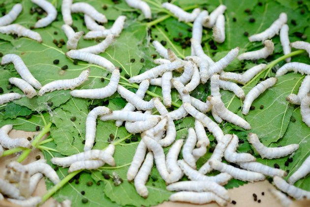 silk worm eating mulberry leaf