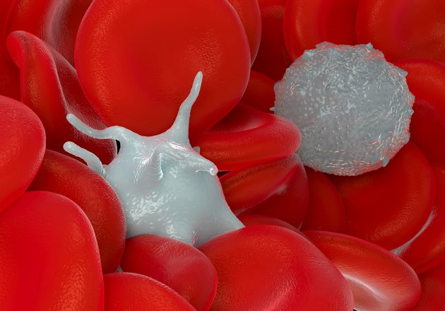 red blood cells,activated platelet and white blood cells