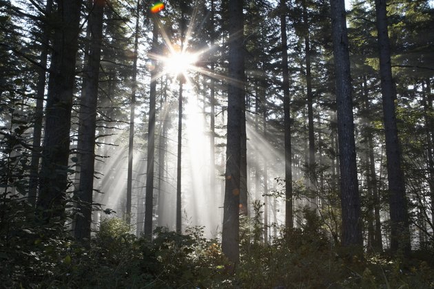 Sunlight breaking through trees in forest (lens flare)