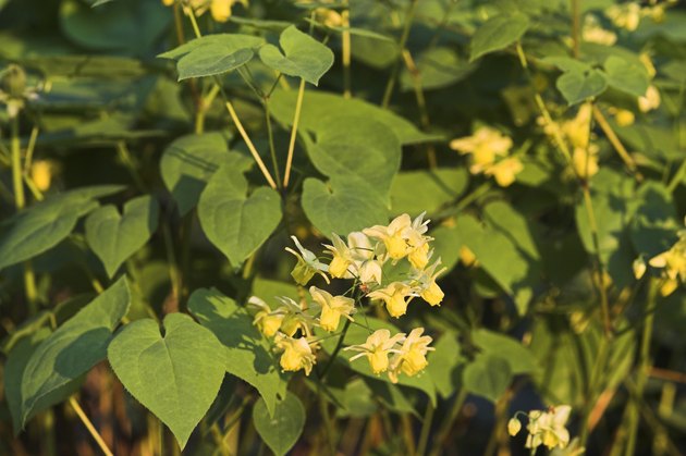 Elfenblume, barrenwort, epimedium