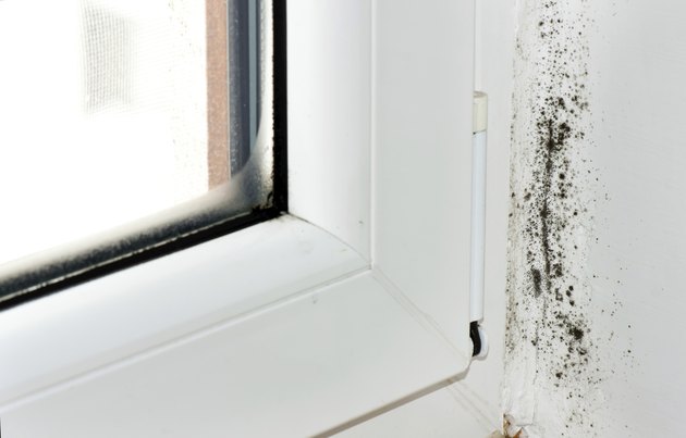 Moldy Corner
