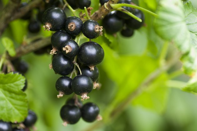 Blackcurrants