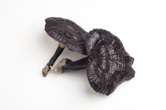 Reishi mushrooms