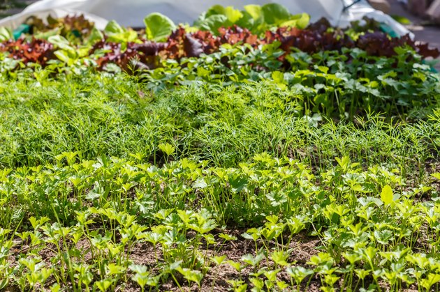 Leaf vegetable. Cilantro, parsley, dill and lettuce