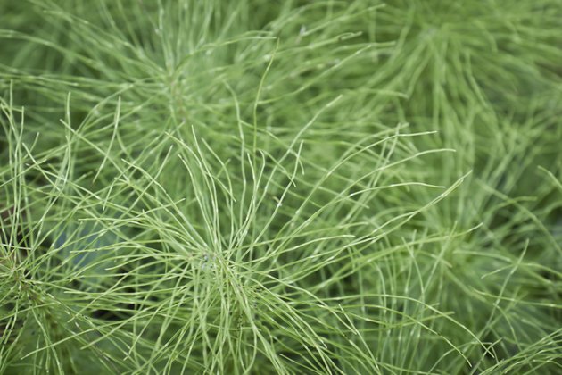 horsetail background