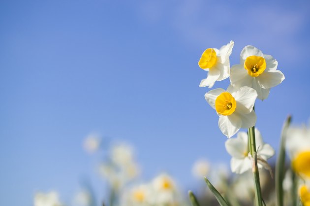 Narcissuses
