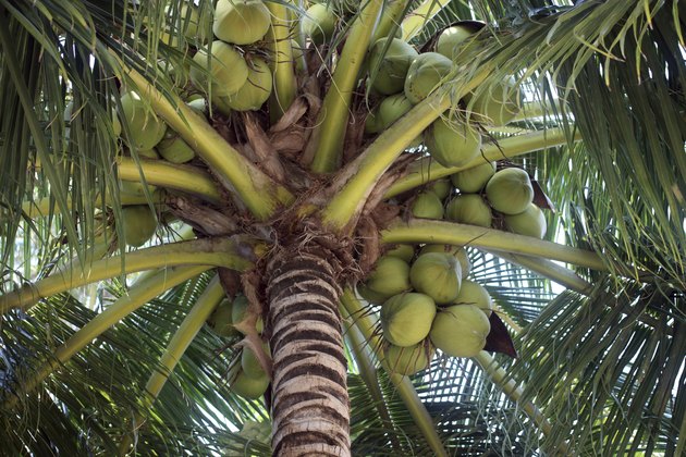 coconut palm