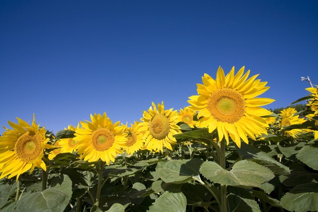 Sunflowers, Hokkaido Prefecture, Japan