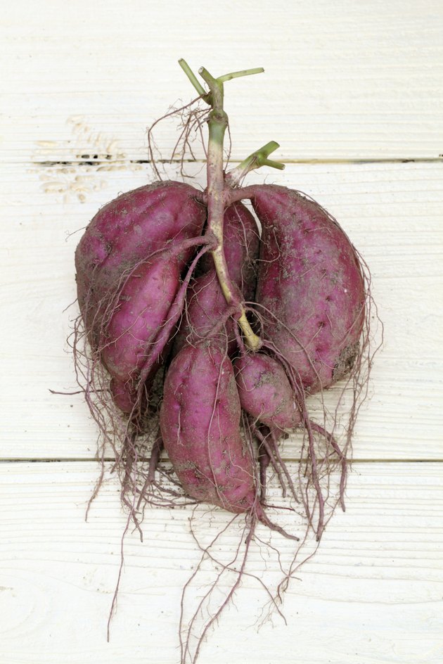harvesting sweet potatoes