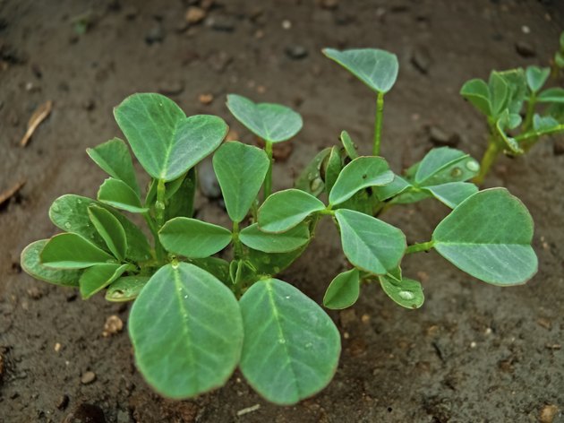 Plant of Fenugreek