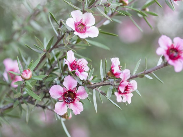 pink New Zealand teatree