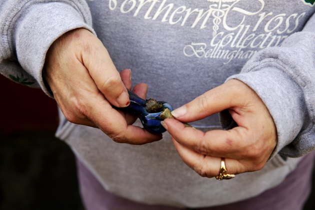 Unofficial Counterculture Marijuana Holiday Celebrated