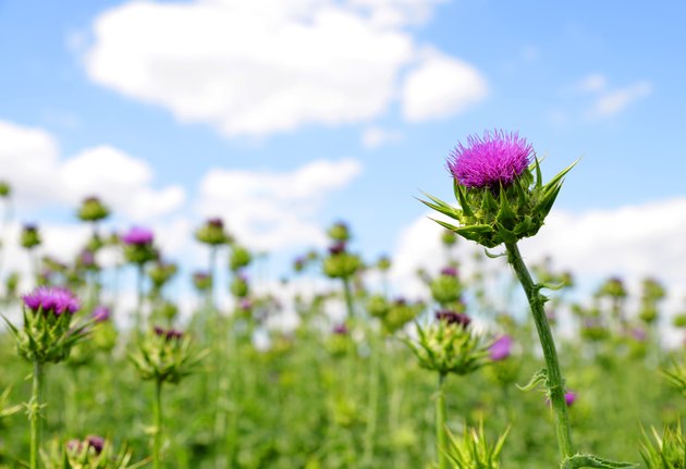 Field with Silybum marianum