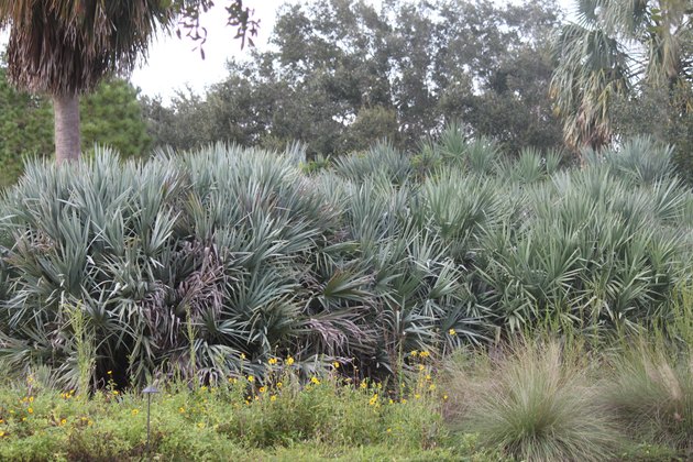 Florida palmetto landscape