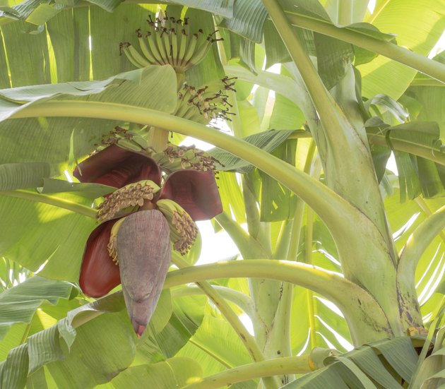 banana blossom