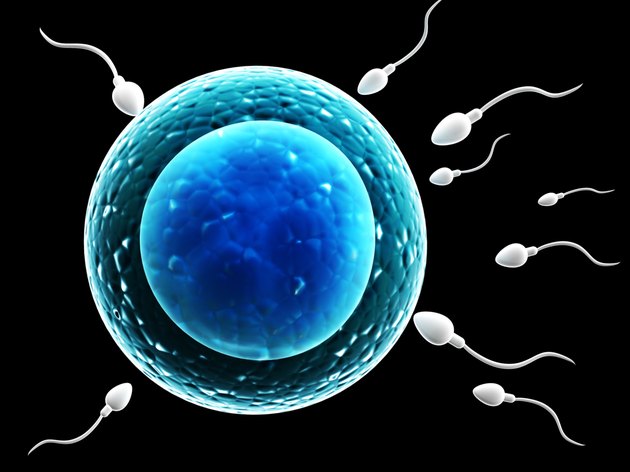 Spermatozoons, floating to ovule
