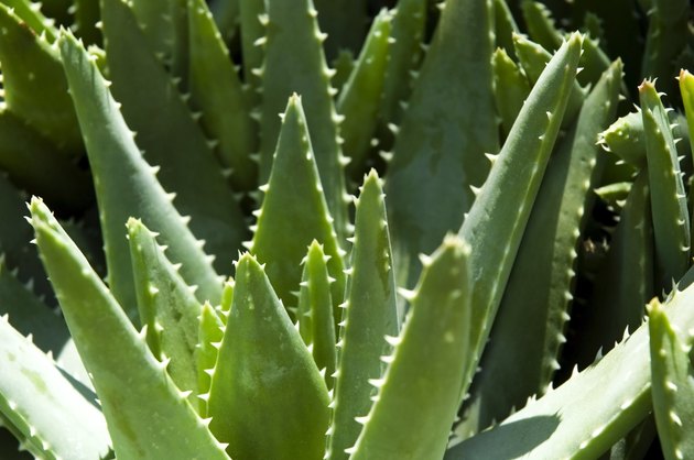 Green leaves of aloe plant