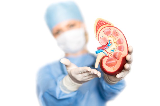 Kidney model in the hand of doctor