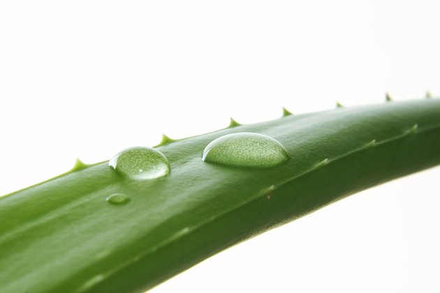 Aloe Vera