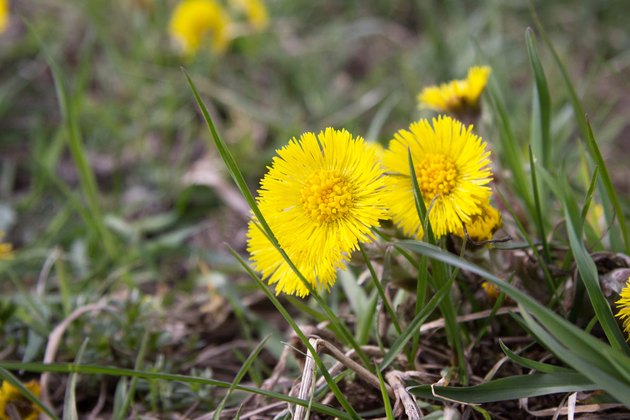 dandelion