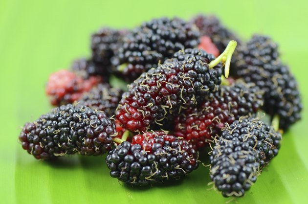 Mulberry Fruit