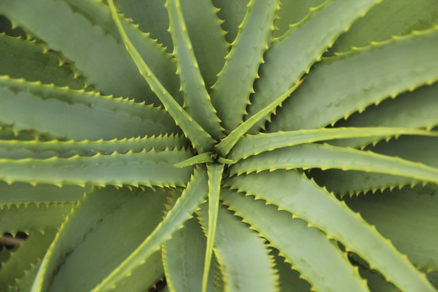 Aloe Vera - Plant cactus