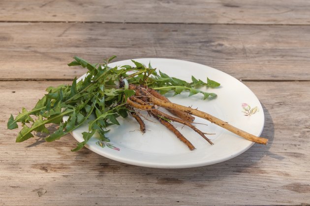 Dandelion leaves and roots on a white plate