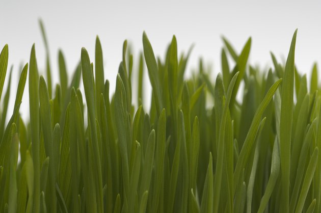 Wheatgrass, close-up
